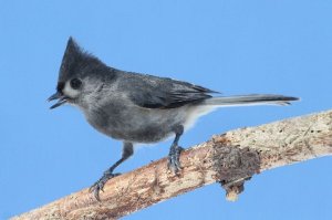 "Black" Tufted Titmouse, Warren Twp., Feb. 16 2014 (photo by Steve Byland).