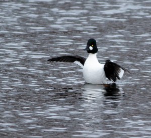 Common Goldeneye, Indian Lake, NJ, Feb. 16, 2014 (photo by Jonathan Klizas).