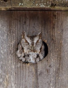 Eastern Screech-Owl, Long Hill Twp., Feb. 12, 2014 (photo by Jonathan Klizas)