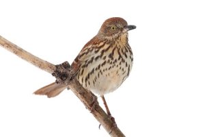 Brown Thrasher, Warren Twp., NJ, Feb. 15, 2014 (photo by Steve Byland).