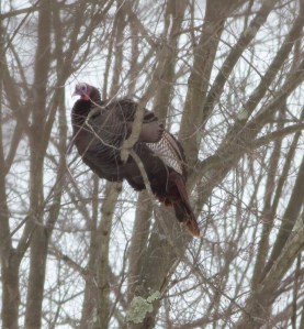 Wild Turkey, Great Swamp NWR, NJ, Feb. 15, 2014 (photo by Jonathan Klizas).