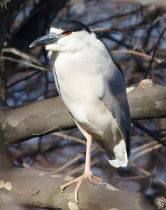 Black-crowned Night-Heron, Parsipanny, NJ, Mar. 31, 2014 (photo by Jonathan Klizas).