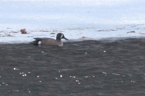 Blue-winged Teal, Ravine lake, NJ, 03152014 (photo by J. Ellerbusch).