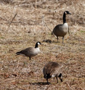 Cackling Goose, Branchburg Twp., NJ, Mar. 27, 2014 (photo by J. Klizas).
