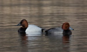Canvasback and Redhead, Loantaka Brook Reservation, Mar. 10, 2014, (photo by Jim Gilbert)