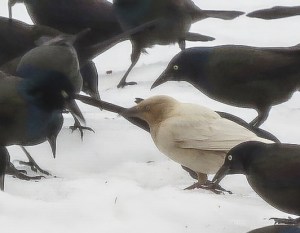 Common and not-so-common Grackles, Lincoln Park, NJ, Mar. 2, 2014 (photo by Jill Homcy).