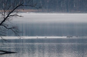 Common Loons at Boonton Reservoir, NJ, Mar. 28, 2014 (photo by Jonathan Klizas)