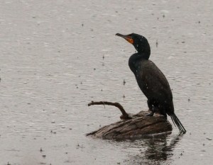 Double-crested Cormorant and rain, Boonton Reservoir, NJ, Mar. 12, 2014 (photo by J. Klizas)
