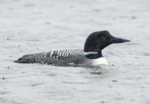 Common Loon, Lake Parsipanny, Mar. 29, 2014 (photo by Chuck Hantis)