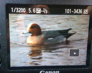 Eurasian Wigeon, Finderne Wetlands, NJ, Mar. 20, 2014 (photo by Jeff Ellerbusch).