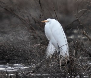 Great Egret, Hanover Twp., NJ, Mar. 23, 2014 (photo by Chuck Hantis)