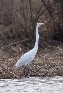 Great Egret, Hanover Twp., NJ, Mar. 22, 2014 (photo by Jonathan Klizas).