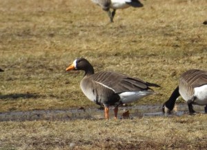 Greater White-fronted Goose, Bridgewater Twp., NJ, Mar. 15, 2014 (photo by Tony Masso).
