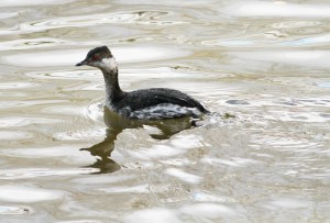 Horned Grebe, Hillsborough Twp., Mar. 15, 2014 (photo by J.Ellerbusch).