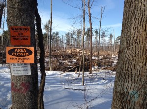 Jonathan's Woods, Denville Twp. NJ, Mar. 1, 2014 (iPhone photo by Jonathan Klizas)