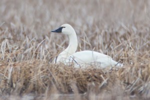 Tundra Swan at Great Swamp NWR, NJ, Mar. 28, 2014 (photo by Jim Gilbert).