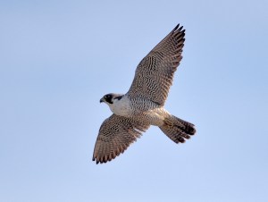 Peregrine Falcon, Hanover Twp., NJ, Mar. 16, 2014 (photo by Chuck Hantis).