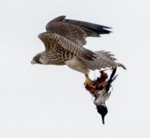Peregrine Falcon, Hanover Twp., NJ, Mar. 17, 2014 (photo by Chuck Hantis).