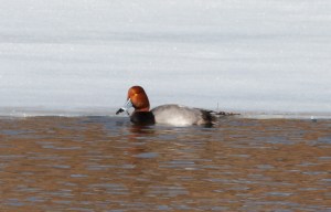 Redhead, Harding Twp., Mar. 15, 2014 (photo by J. Klizas)