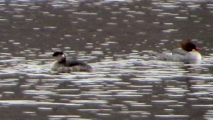 Red-necked Grebe, Mendham Twp., NJ, Mar. 19, 2014 (photo by Alan Boyd).