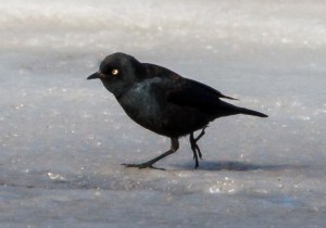 Rusty Blackbird, Great Swamp NWR, NJ, Mar. 16, 2014 (photo by J. Klizas)