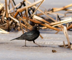 Rusty Blackbird, Great Swamp NWR, NJ, Mar. 16, 2014 (photo by J. Klizas)