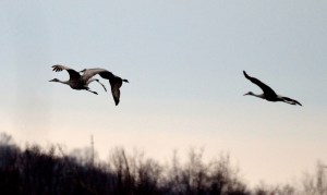 Sandhill Cranes, Great Swamp NWR, NJ, Mar. 16, 2014 (photo by Jason Denesevich).