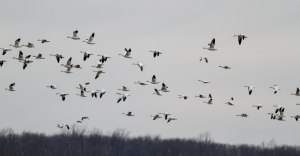 Snow Geese, Long Valley, NJ, Mar. 22, 2014 (photo by J. Klizas)