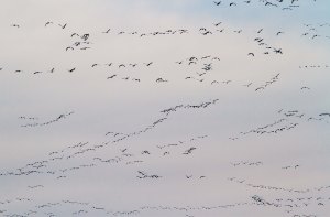 Snow Geese, Long Valley, NJ, Mar. 22, 2014 (photo by J. Klizas)