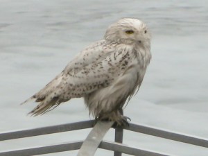 Snowy Owl, Lake Hopatcong, NJ, Mar. 30, 2014