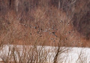 Tree Swallows, Lincoln Park, NJ, Mar. 23, 2014 (photo by Jonathan Klizas)
