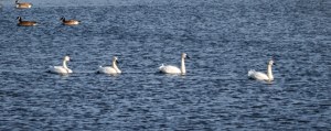 Tundra Swans, Mendham Twp., NJ, Mar. 16, 2014 (photo by Jonathan Klizas).