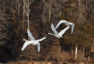 Tundra Swans, Mendham Twp., NJ, Mar. 16, 2014 (photo by Jonathan Klizas).