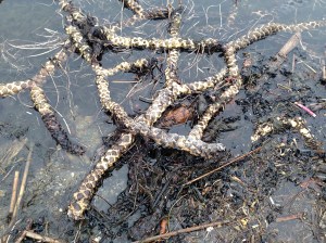 Rhizomes from Water Lily or Spadderdock, Lake Musconetcong, Mar. 29, 2014