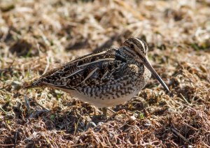 Wilson's Snipe, Branchburg, NJ, Mar. 14, 2014 (photo by J. Klizas).