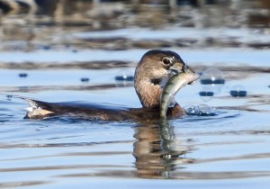 Pied-billed Grebe, Lake Parsippany, NJ, Apr. 2, 2014 (photo by Chuck Hantis).