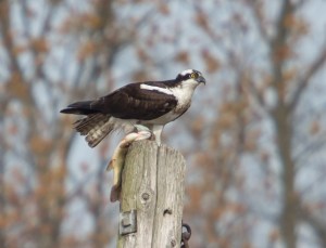 Osprey, Hanover Twp., NJ, Apr. 13, 2014 (photo by Chuck Hantis)