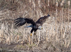 Bald Eagle, Hanover Twp., NJ, Apr. 12, 2014 (photo by Chuck Hantis).