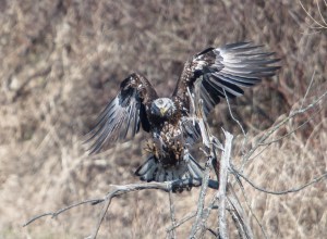 Bald Eagle, Hanover Twp., NJ, Apr. 12, 2014 (photo by Chuck Hantis).