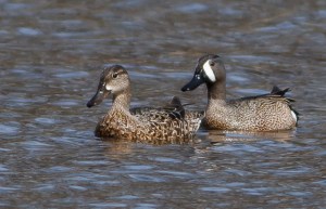 Blue-winged Teal, Loantaka Brook Reservation, NJ, Apr. 19, 2014 (photo by J. Klizas).