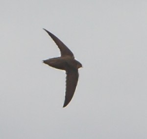 Chimney Swift, Hanover Twp., NJ, Apr. 27, 2014 (photo by Jonathan Klizas)