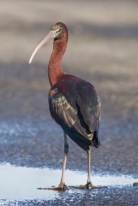 Glossy Ibis, Whippany, NJ, Apr. 5, 2014 (photo by Jonathan Klizas).