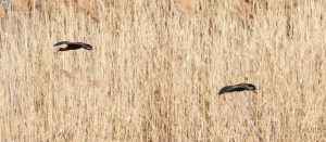 Glossy Ibis, Hanover, NJ, Apr. 20, 2014 (photo by J. Klizas).
