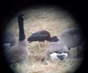 Glossy Ibis, Whippany, NJ, Apr. 4, 2014 (ID photo by Jamie Glydon in miserable weather conditions).