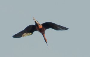 Glossy Ibis, Lincoln park, NJ, Apr. 6, 2014 (photo by Jill Homcy).