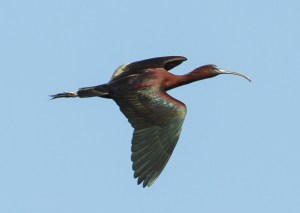 Glossy Ibis, Hanover Twp., NJ, Apr. 24, 2015 (photo by Jonathan Klizas).