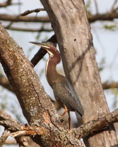Green Heron, Hanover Twp., NJ, Apr. 14, 2014 (photo by J. Klizas).