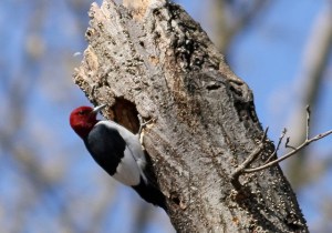Red-headed Woodpecker, Bee Meadow Park, NJ, Apr. 24, 2014 (photo by Jill Homcy).