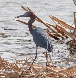 Little Blue Heron, Loantaka Brook Reservation, NJ, Apr. 14, 2014 (photo by Jonathan Klizas)