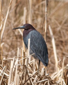 Little Blue Heron, Loantaka Brook Reservation, NJ, Apr. 19, 2014 (photo by Jonathan Klizas).
